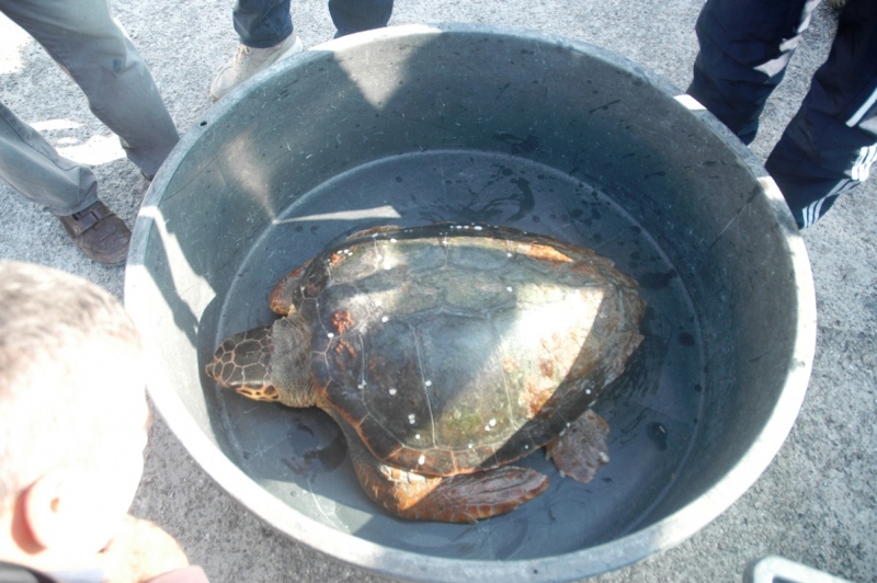 Tartaruga a largo di San Foca: recuperata. Ha avuto un'alterazione del galleggiamento