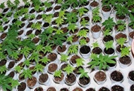 Marijuana coltivata in casa e cocaina